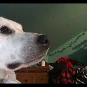 Meet your Posher, Abby